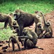 W paryskim ZOO uciekło 50 małp