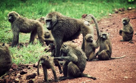 W paryskim ZOO uciekło 50 małp