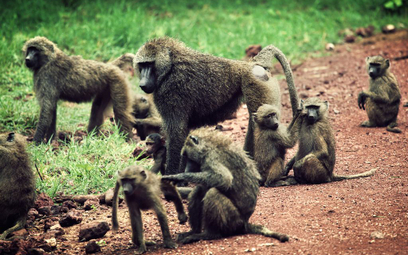 W paryskim ZOO uciekło 50 małp