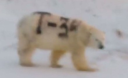 W Rosji szukają niedźwiedzia. Ma napis "T-34" na boku