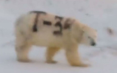 W Rosji szukają niedźwiedzia. Ma napis "T-34" na boku