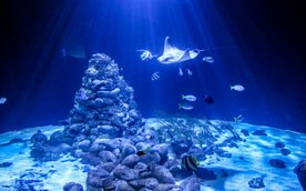 Podczas wydarzenia uczestnicy poznają fascynujące gatunki ryb zamieszkujące morskie akwarium