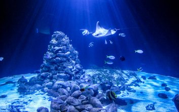 Podczas wydarzenia uczestnicy poznają fascynujące gatunki ryb zamieszkujące morskie akwarium