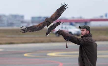 Sokoły odstraszają nie tylko inne ptaki, ale także różne gatunki naziemne