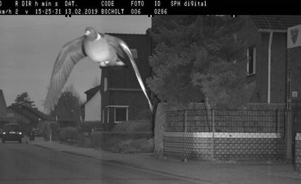 Gołąb złapany na radar. Przekroczył dozwoloną prędkość