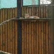 Rysie z wrocławskiego zoo zamieszkają w Szwajcarii