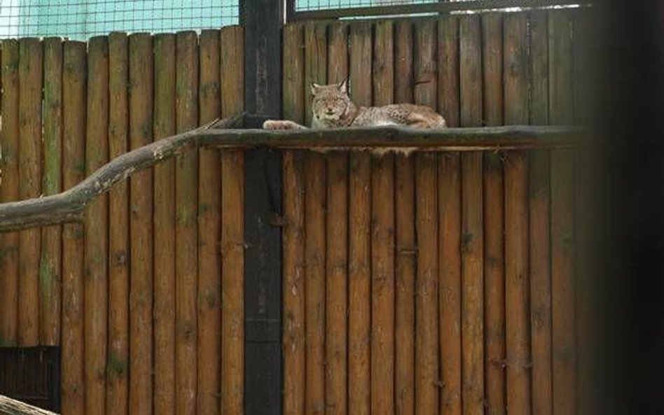 Rysie z wrocławskiego zoo zamieszkają w Szwajcarii