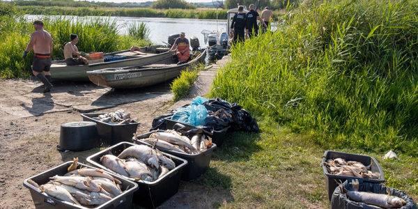 Dlaczego zatruły się ryby w Odrze? Są wyniki badań