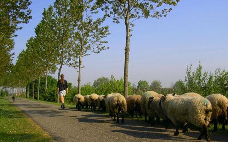 Inwestycje budowlane: Ochrona krajobrazu ważniejsza od planu miejscowego