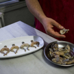 Obrońcy praw zwierząt: Import żabich udek do UE zagraża żabom w Indonezji, Turcji i Albanii