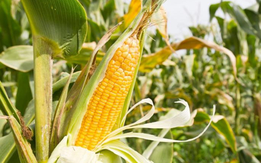 Kukurydza to najpopularniejszy po soi gatunek genetycznie zmodyfikowany