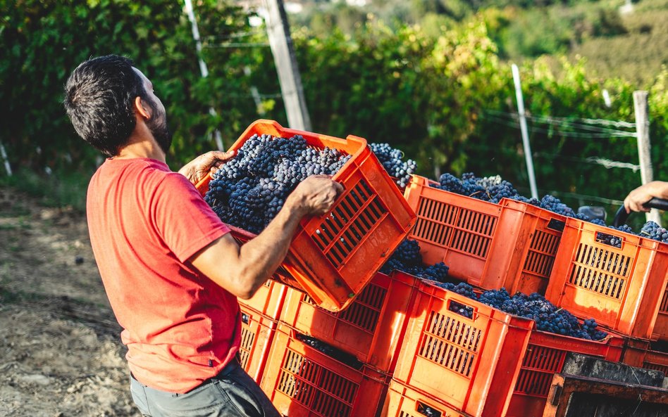 Francuscy winiarze kupowali w Hiszpanii tanie wino, a następnie butelkowali je jako jakościowy trune