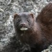 Mutacja koronawirusa. Dania wybije wszystkie norki