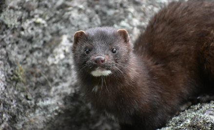Mutacja koronawirusa. Dania wybije wszystkie norki