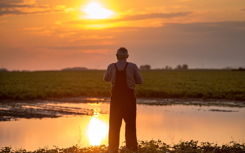 Brytyjscy farmerzy mają sposób na groźnego wroga. Kolorują pola