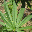 marihuana (fot. robmcbell)