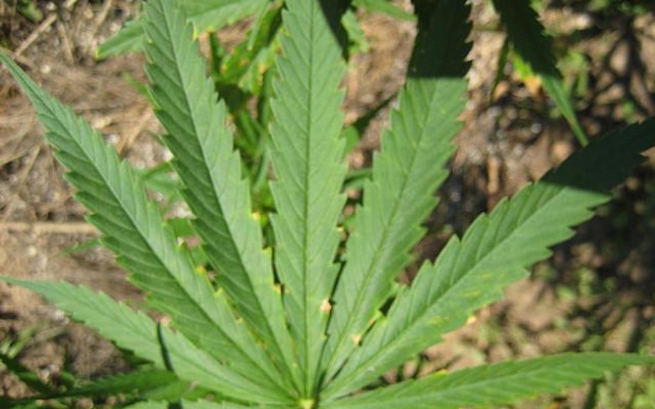 marihuana (fot. robmcbell)