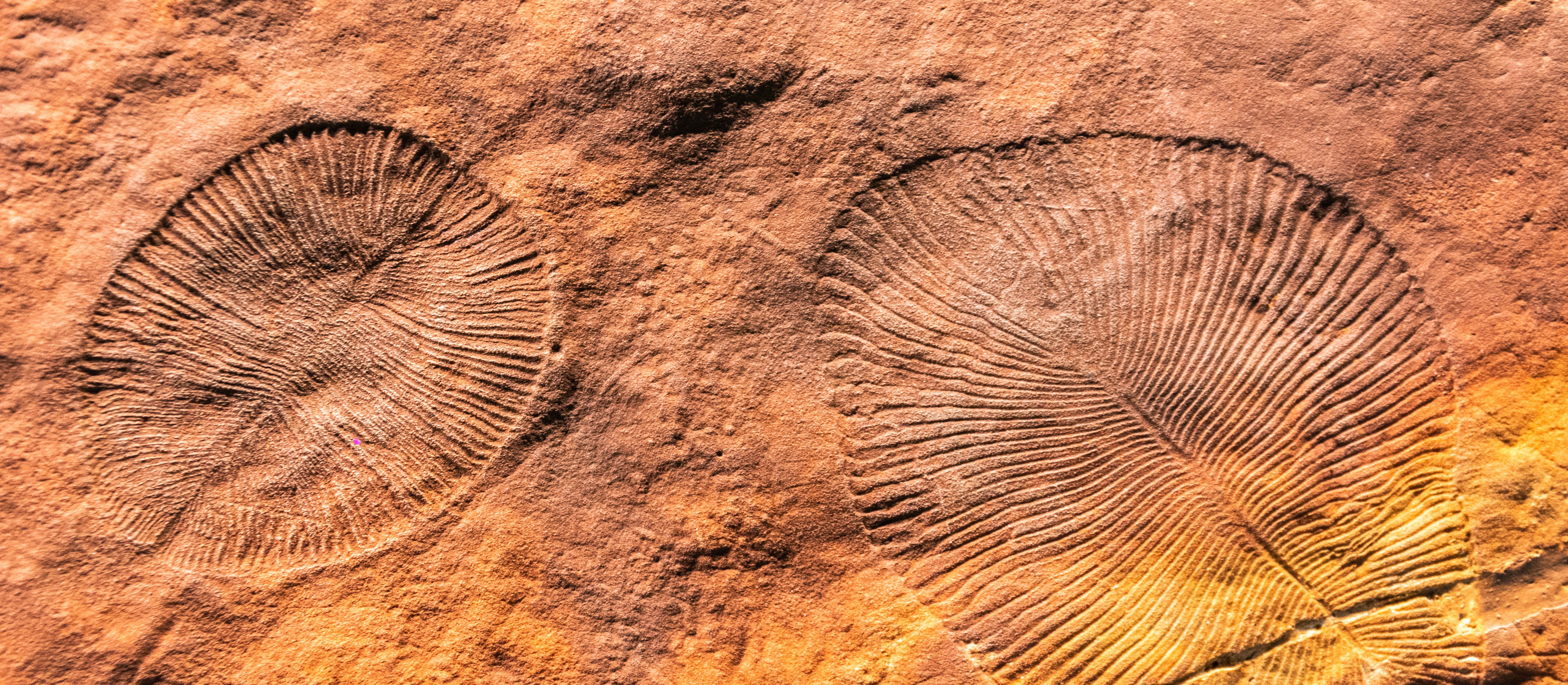 Nowe odkrycie zmienia historię Ziemi. „Wyginęło 80 proc. gatunków"