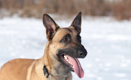 Niemcy: Psy wykrywają koronawirusa. Mają 94 proc. dokładności