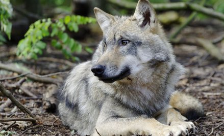 Brytyjskie miasteczko drży przed wilkiem-uciekinierem