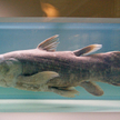 Ryby, starsze od dinozaurów, wyginą przez wydobycie ropy?
