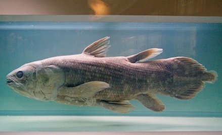 Ryby, starsze od dinozaurów, wyginą przez wydobycie ropy?