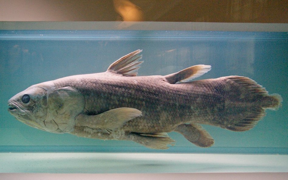 Ryby, starsze od dinozaurów, wyginą przez wydobycie ropy?