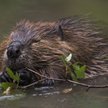 Po 400 latach bobry wracają do Wielkiej Brytanii. Mają pomóc