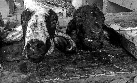 Na bazarze masa smakołyków