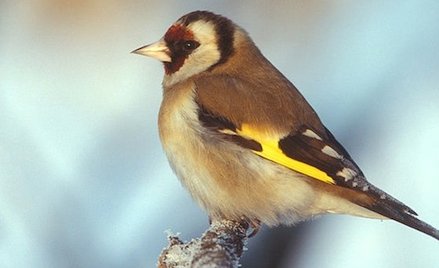 Szczygieł (fot.Pkuczynski - lic. CC BY-SA 3.0)