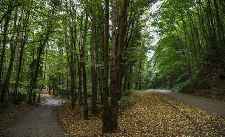Do tego lasu miał po zabójstwie Khashoggiego udać się jeden z samochodów z saudyjskiego konsulatu