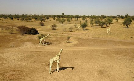 Raport: Ponad miliard osób zmuszonych do migracji do 2050 r.