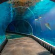 Wnętrza wrocławskiego oceanarium