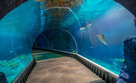 Wnętrza wrocławskiego oceanarium