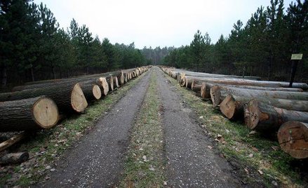 Budżet zarobi na sprzedaży drewna