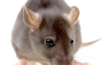 Gryzonie nie pierwszy raz są wykorzystywane do badań biologicznych w kosmosie