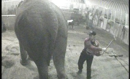 Kadr z filmu pokazującego znęcanie się nad słonicą Annie