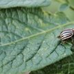 Urzędnicy powalczą ze stonką i futrzakami