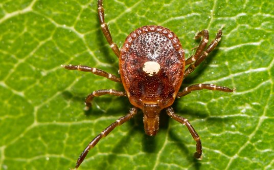 Kleszcz Lone Star (Amblyomma americanum) jest łatwo rozpoznawalny przez charakterystyczną białą plam