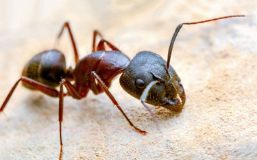 W postsowieckim bunkrze naukowcy odkryli mrówki kanibale