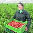 Czy pracownicy sezonowi dopełnią nowego obowiązku?