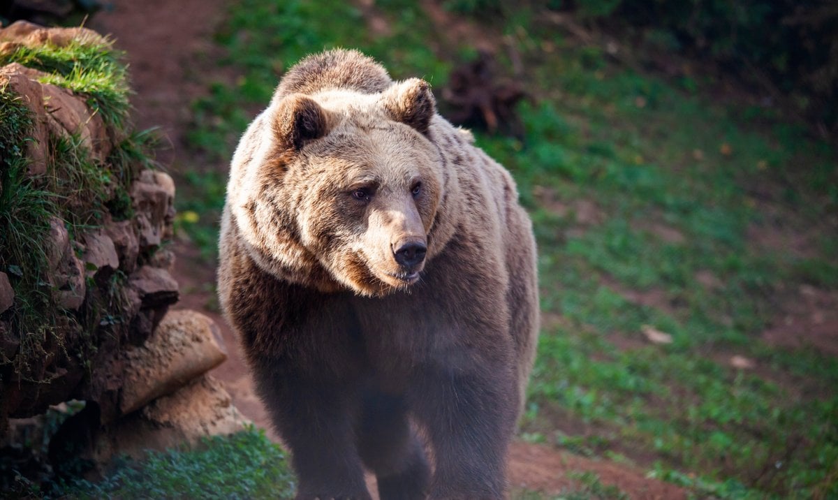 România: Un urs a ucis o tânără de 19 ani  Numărul animalelor împușcate s-a dublat