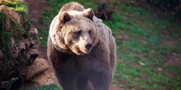 Słowacja: Zabito niedźwiedzia. Zwierzę raniło wcześniej pięć osób