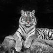 Japonia: Pracownik zoo zabity przez tygrysa