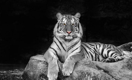 Japonia: Pracownik zoo zabity przez tygrysa