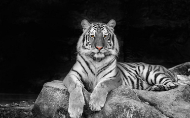 Japonia: Pracownik zoo zabity przez tygrysa