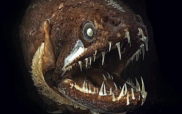 Żyjąca w ciemnościach głębinowa ryba z rodziny wężorowatych ma zęby nawet na języku. Na szczęście je