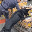 Prawie trzy tony kokainy ukryte w bananach. Policji pomógł pies