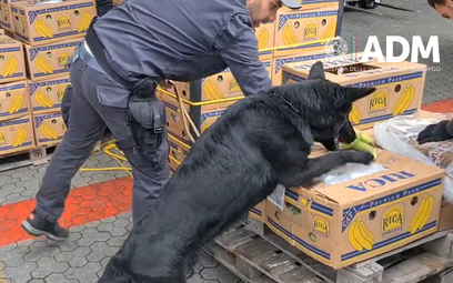 Prawie trzy tony kokainy ukryte w bananach. Policji pomógł pies