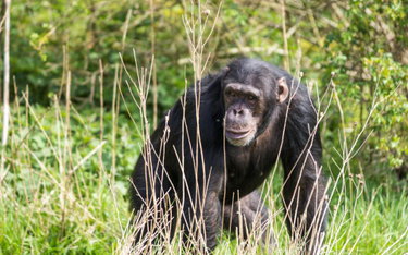 Epoka kamienia szympansów